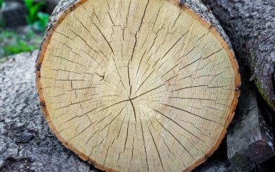 5 razones que convierten a la madera en un material único